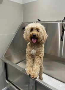 Gemini_Generated_Image_a6to2ma6to2ma6to