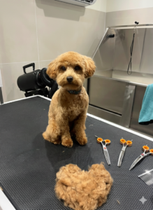 Gemini_Generated_Image_koxtxakoxtxakoxt