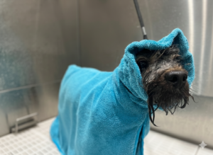 Gemini_Generated_Image_npyhc2npyhc2npyh